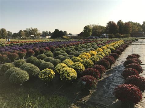 Fall in Color with Mums - The Growing Place