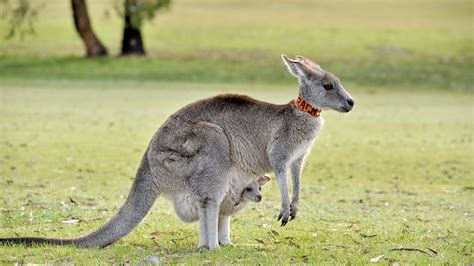 Download Animal Kangaroo HD Wallpaper