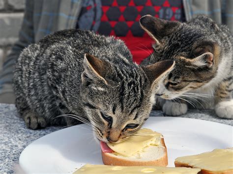 Can Cats Eat Cheese? · The Wildest