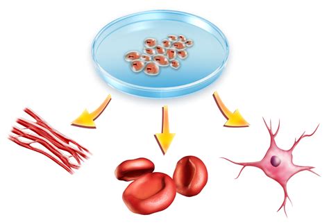 Cell Differentiation Proteins - Creative Biomart