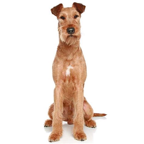 Terrier Dog Breeds - Types of Terriers - Breed Info & Pictures