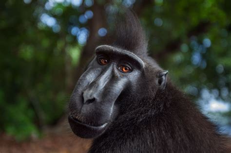 Crested Black Macaque Baby