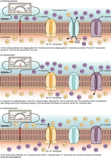 16.2 How Neurons Communicate – Concepts of Biology-1st Canadian Edition