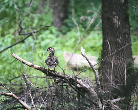 A Trip to the Woods: Wildlife and Bird Photography With the Sony a9 Mirrorless Camera | Fstoppers