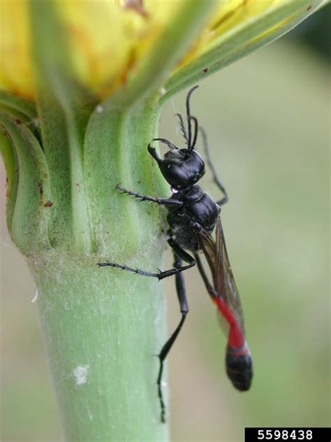 Sphecid wasp (Genus Ammophila)