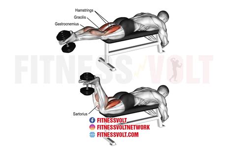 Dumbbell Leg Curl (Hamstrings) – Fitness Volt