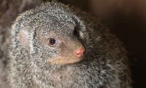 Banded mongoose | Smithsonian's National Zoo