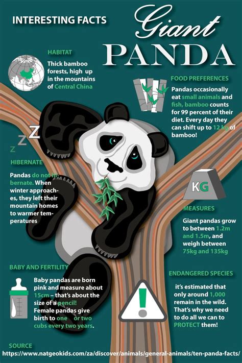 Designed brochure with interesting facts about Giant Pandas using ...