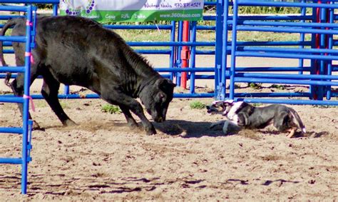 Cattle herding competition brings nationwide roster of border collies to Steamboat (with video ...