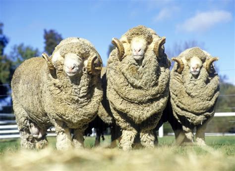 What is a Male Sheep Called? [ANSWERED] - RaisingSheep.net