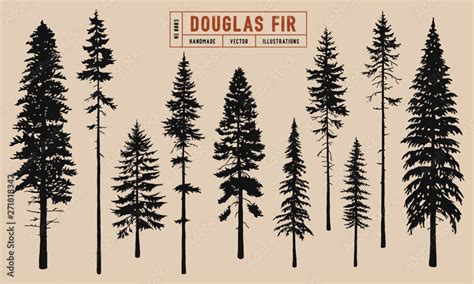 Douglas Fir tree silhouette vector illustration hand drawn Stock Vector | Adobe Stock