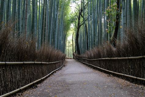 Garden Calm: Kyoto’s Japanese Gardens - Going Places by Malaysia Airlines