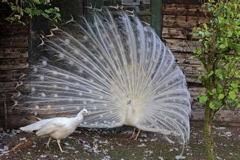 無料画像 : 翼, 野生動物, 動物園, 家禽, 動物相, 羽毛, ガリギズ, 脊椎動物, 仲間, ファジイ科, 白い孔雀, 家畜七面鳥 3543x2362 - - 1104601 - 無料 ...