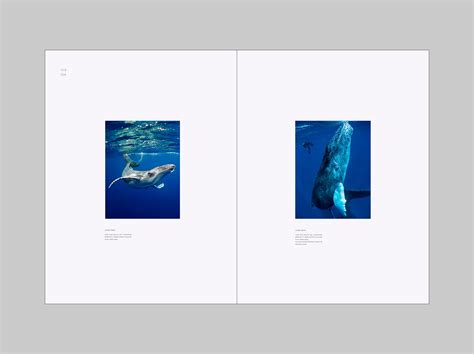 CETACEA on Behance