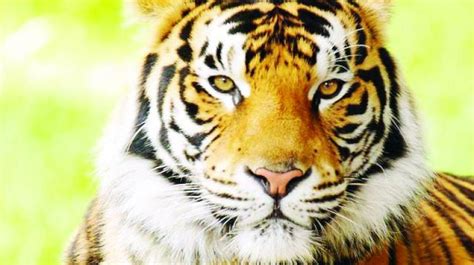 Kawal tigers face poaching threat in Telangana