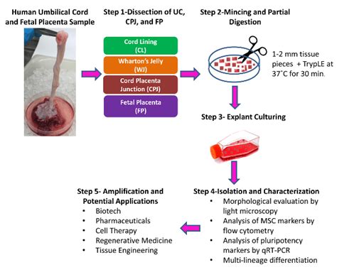 Human Umbilical Cord Derived Mesenchymal Stem Cells | Kosheeka