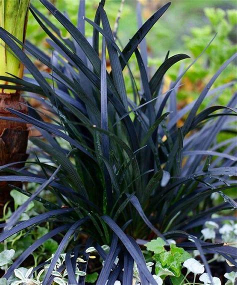 Ophiopogon planiscapus Nigrescens - Black Ornamental Grass Ophiopogon nigra