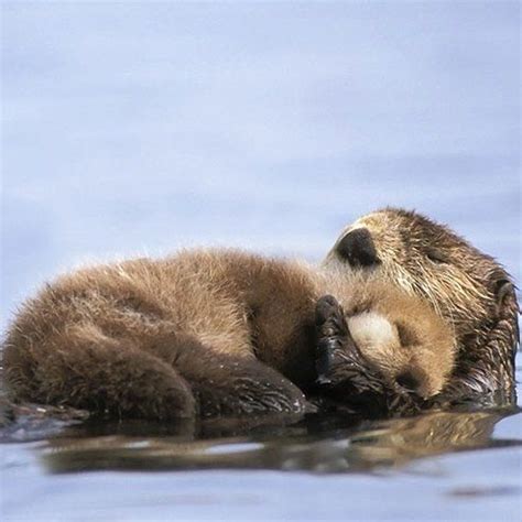 Cuddling Otters - Cuddles keep everyone nice and warm, and otters are ...