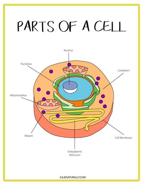 Human Cell Printable Activities Pack - Julie Naturally