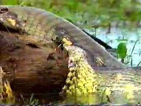 Anaconda Eating Capybara 2 - YouTube