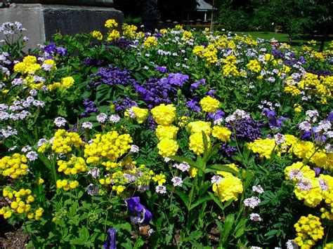 shade tree flower beds | particularly beautiful bed of flowers. | Shade ...