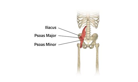 Psoas Major