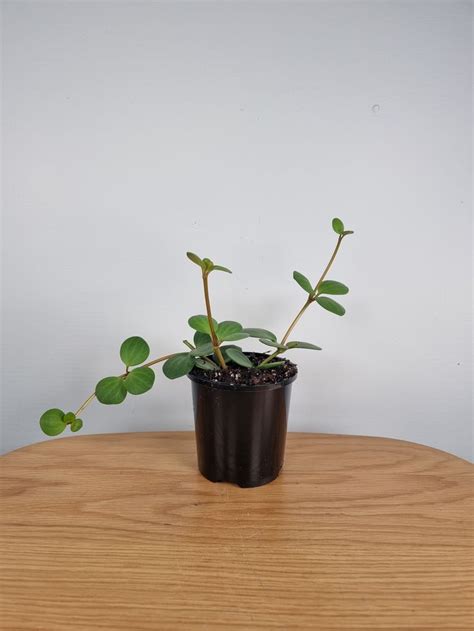 Peperomia deppeana x quadrifolia 'Hope' | Peperomia, Growers, Plants