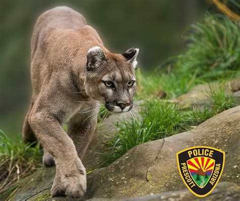 Reports of mountain lions continue as Prescott Animal Control advises ...