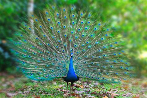 The meaning and symbolism of the word - «Peacock»