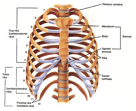 Pin by SAJU on fgdfgfdfgd | Human ribs, Ribs anatomy, Thoracic cavity