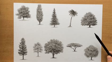 Drawings Of Trees In Pencil