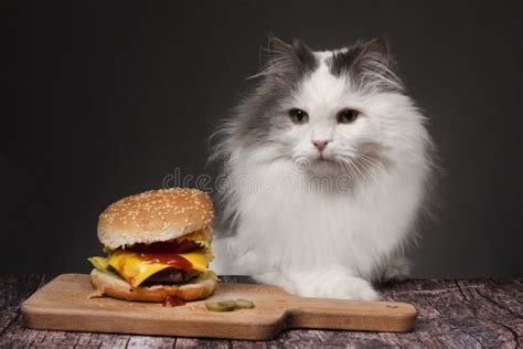 Fluffy Cat Eating A Big Cheeseburger On A Dark Isolated Background Stock Image - Image of beggar ...