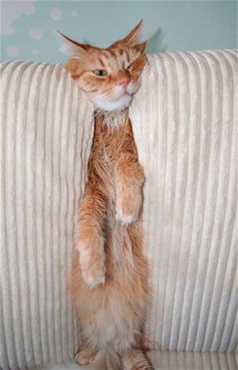 Funny Animals Who Don't Seem To Mind That They're Stuck - 22 Pics