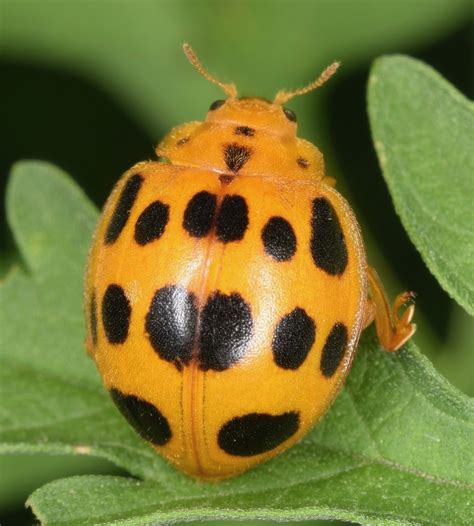 Squash Lady Beetle (Beetles of the Richmond, Chesterfield, and Henrico ...