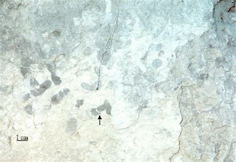 Photograph of lower portions of the burrowed zone typical of the Brady... | Download Scientific ...