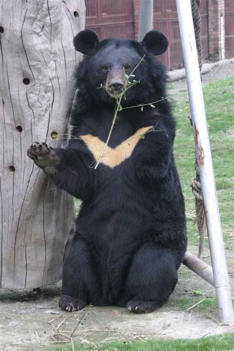 Fight Back: Moon Bears in Plight