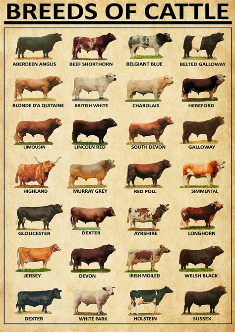 Cow Breeds, Breeds of Beef Cattle Vintage Home Decor Wall Decor - Etsy