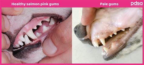 What Does It Mean When A Dogs Gums Are Pale