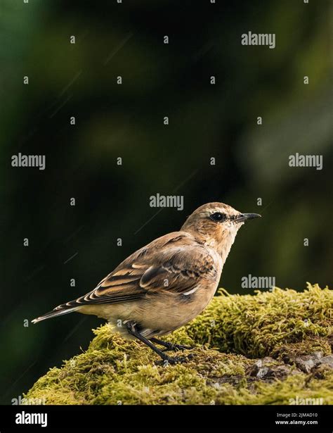 Female northern wheatear hi-res stock photography and images - Alamy