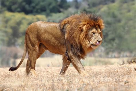 Lion « Inhabitat – Green Design, Innovation, Architecture, Green Building