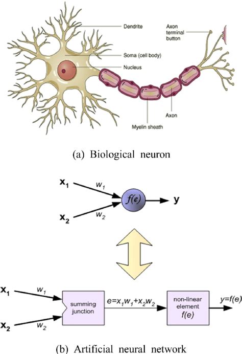 Comparison Between Artificial Neuron And Biological N - vrogue.co