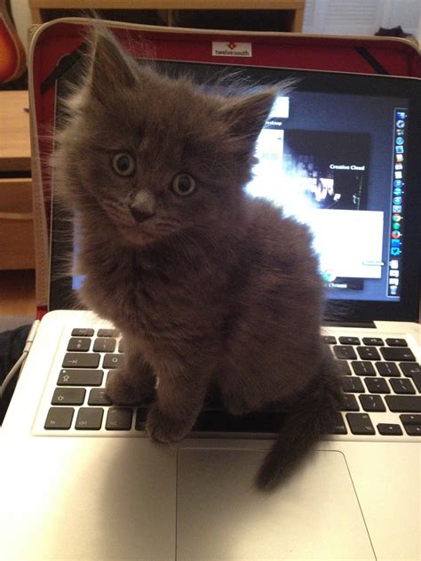 14 cats that love Apple products (and one that really doesn't) | Macworld