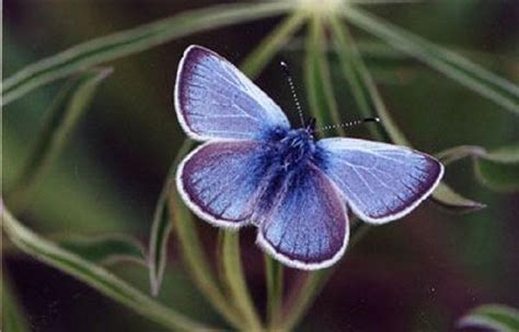 Extinct American Butterfly Species Called Xerces Blue Found In India