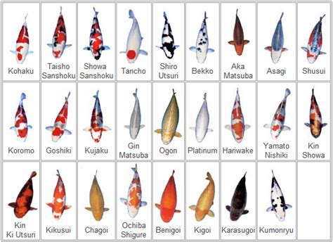 1 About us Types of Koi Varieties,Call@9790707579 – KoifishIndia Nishikigoi