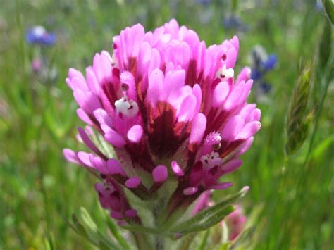 Purple owl's clover (Wildflowers of Bouverie Preserve of ACR) · iNaturalist.org