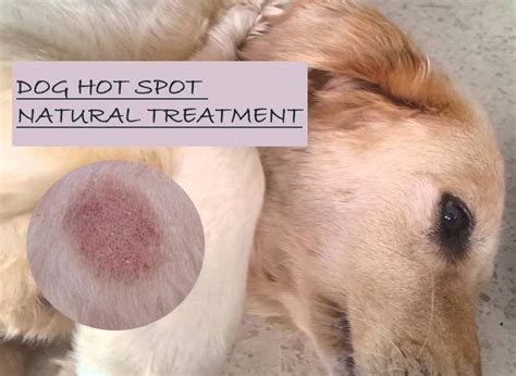 15 Natural Home Remedies For Dog Hot Spot Treatment