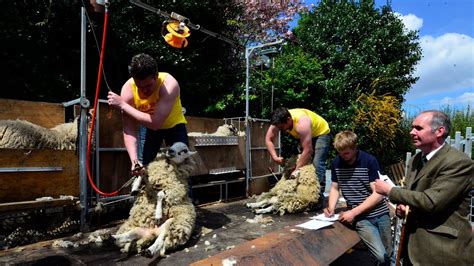 Sheep shearing competition, Hanging Gate, Saddleworth 2013 - YouTube