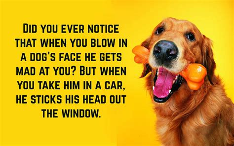 Funny Dog Quotes | Text & Image Quotes | QuoteReel