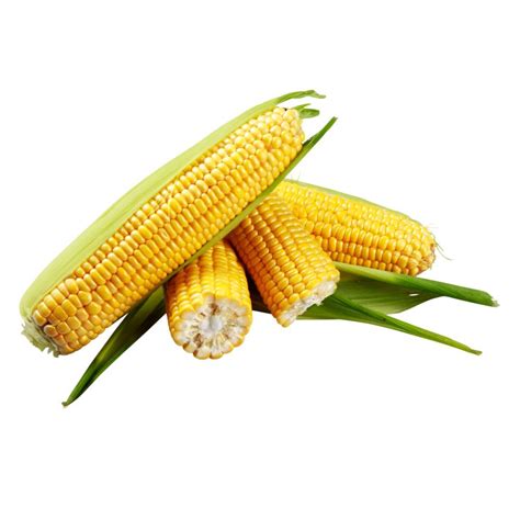 GSS1477 Syngenta Sweet Corn | 5.000 seeds - Γραίγος