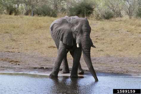 African Elephant (Loxodonta africana)